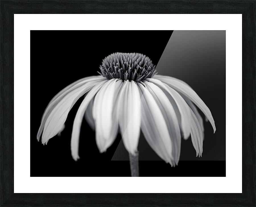Coneflower close-up Picture Frame print
