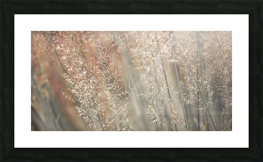 Fountain grass Picture Frame print