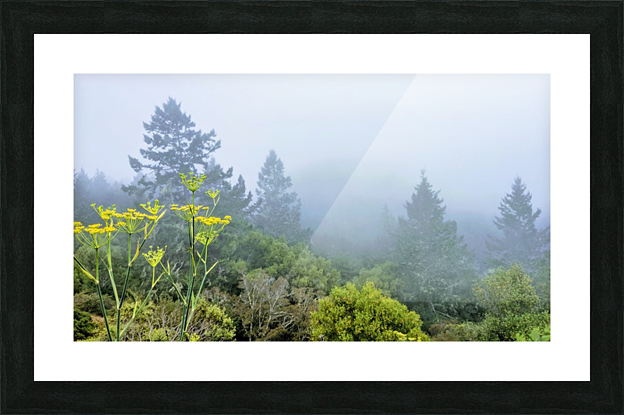 Foggy Mountaintop  Framed Print Print