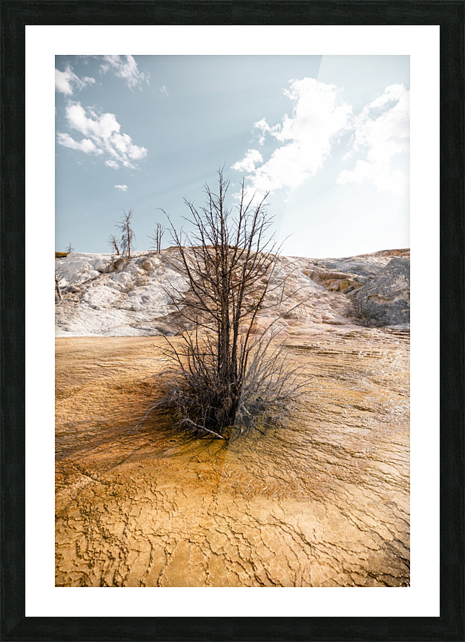 Hot springs Tree Picture Frame print
