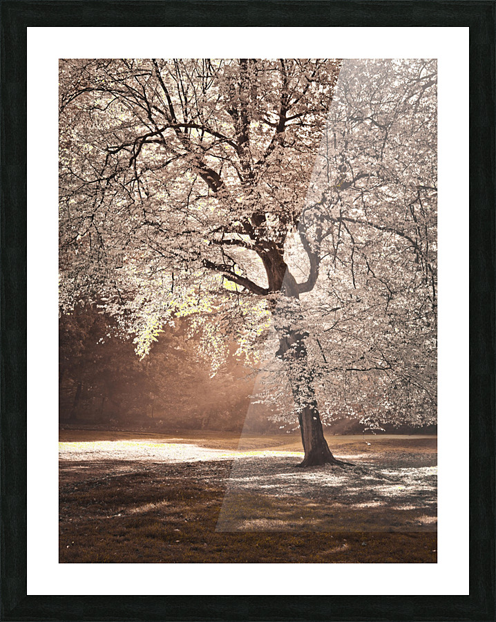 Autumn tree in sunlight Picture Frame print