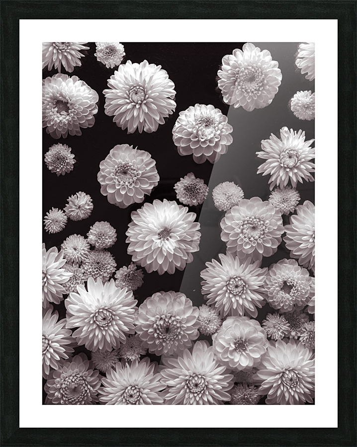 Dahlia Flowers, Full Frame  Framed Print Print
