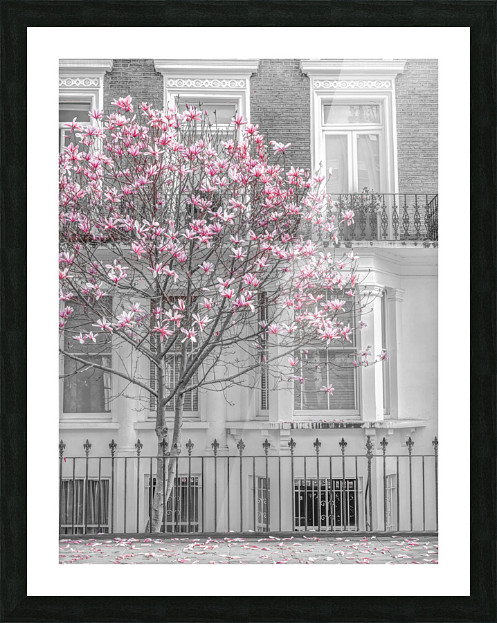 Magnolia tree outside house in London Picture Frame print