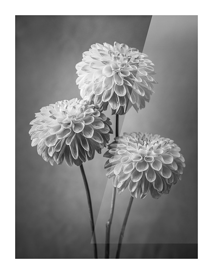 Three Dahlia flowers Picture Frame print