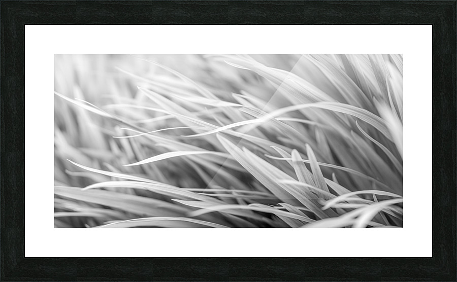 Flowing Grass  Framed Print Print