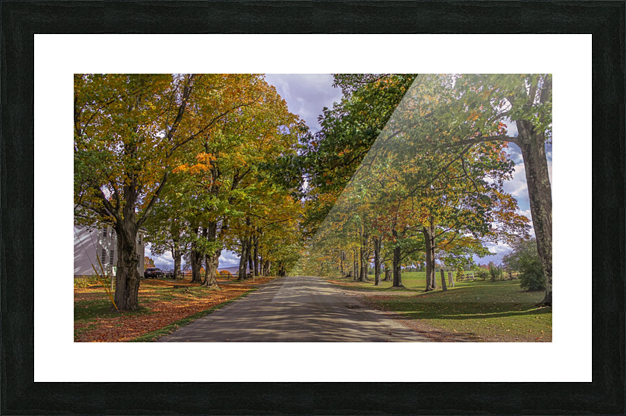 Tree Lined Road Picture Frame print