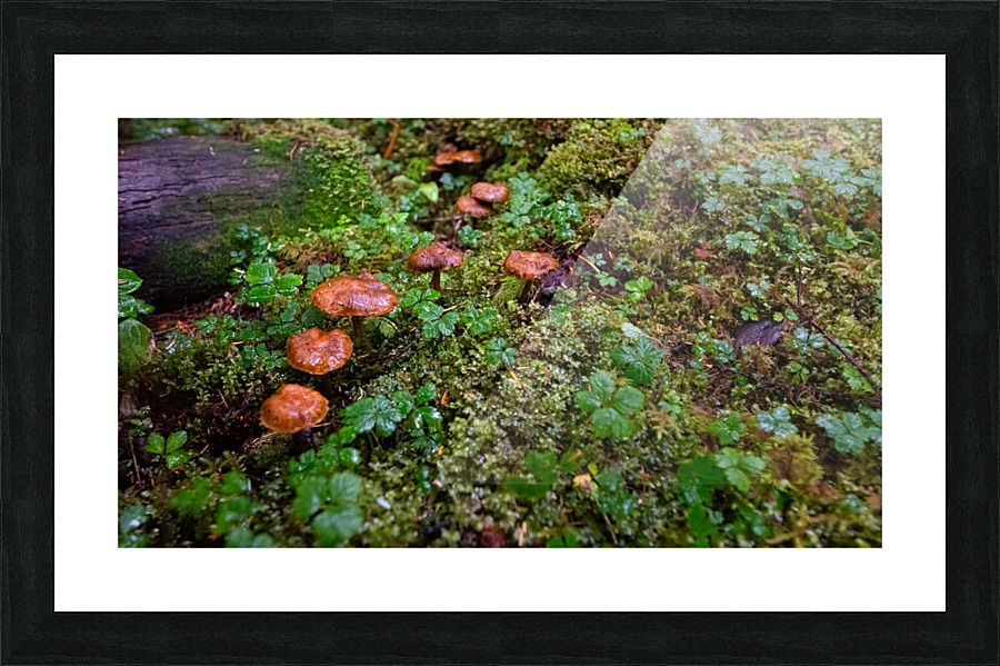 Mushrooms Picture Frame print