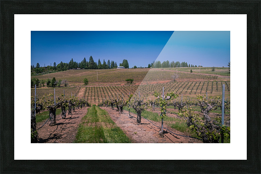 Lava Cap Vineyard Natural Picture Frame print