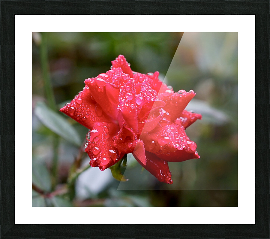 Morning Dew Picture Frame print