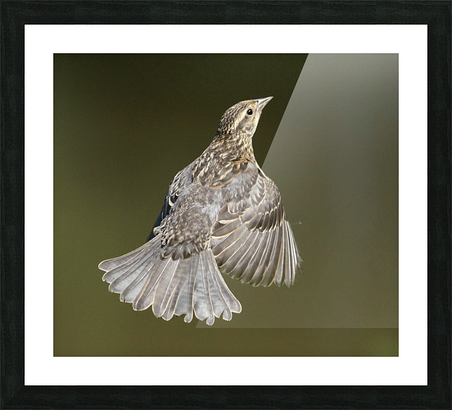 Flying Red-winged Blackbird female Picture Frame print