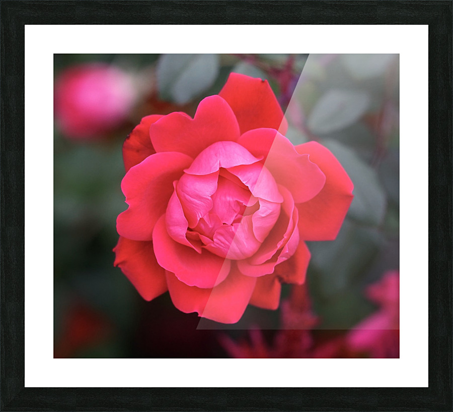 Rose Picture Frame print