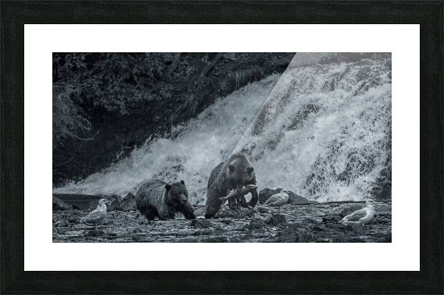 Fishing with Bears Picture Frame print