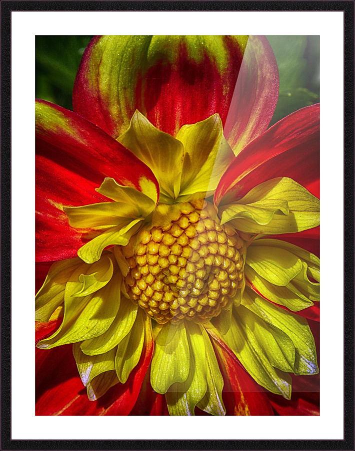 victorian lady Picture Frame print