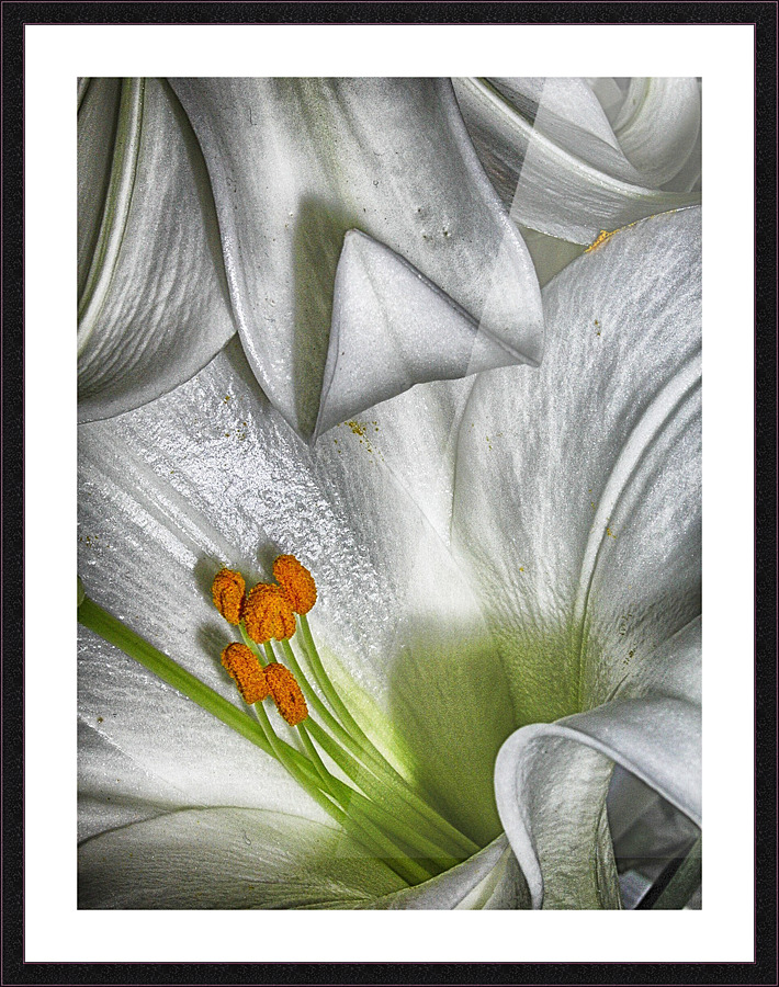 lily Impression et Cadre photo