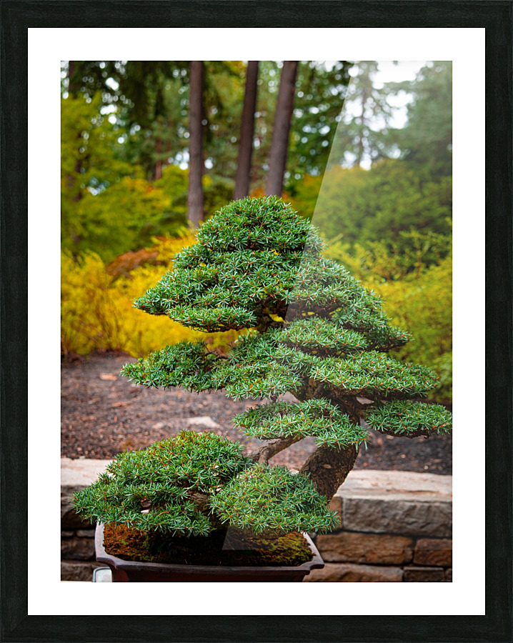 Japanese Garden Bonzai Portland   Framed Print Print