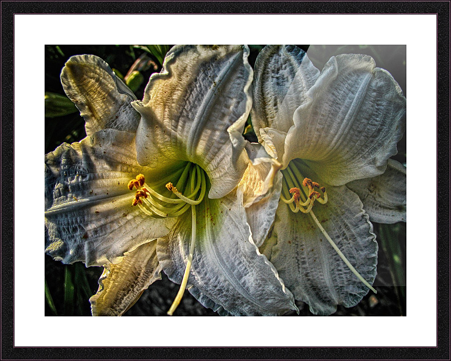flower seven Picture Frame print