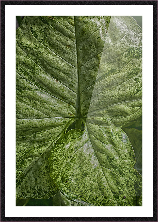 plant 5 Picture Frame print