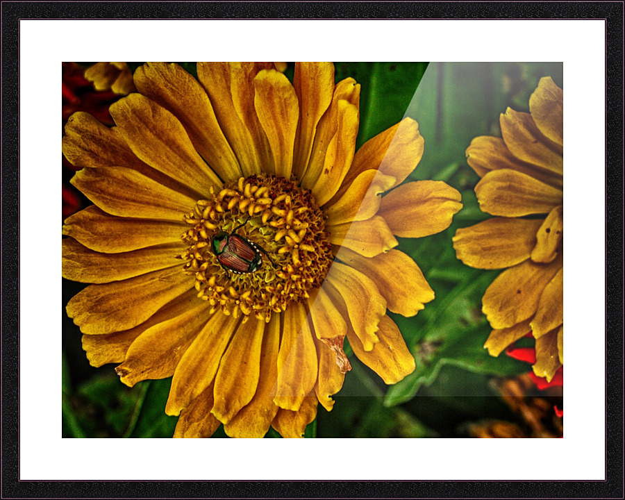 little bug Picture Frame print