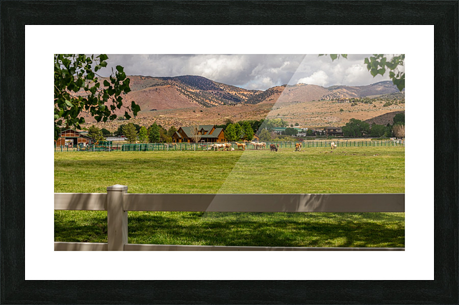 Horse Pasture  Picture Frame print
