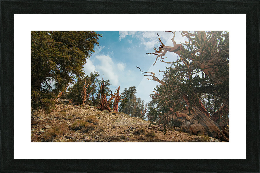 Hilltop Bristlecones Cropped Picture Frame print