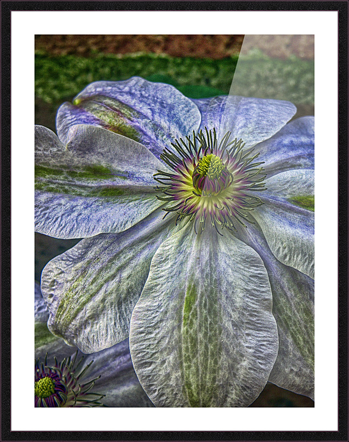Clematis Picture Frame print