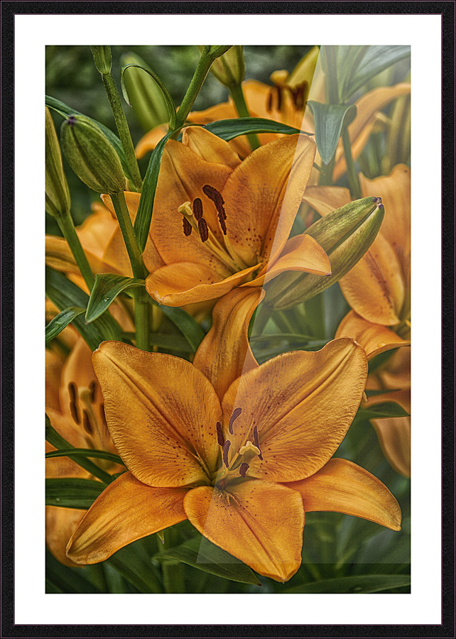 Lily 1 Picture Frame print