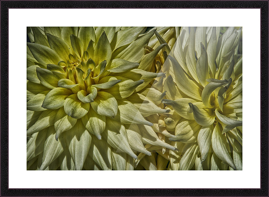 dahlia 5 Picture Frame print