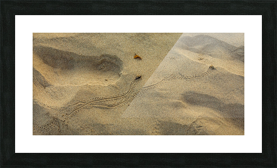 Crab Race Picture Frame print