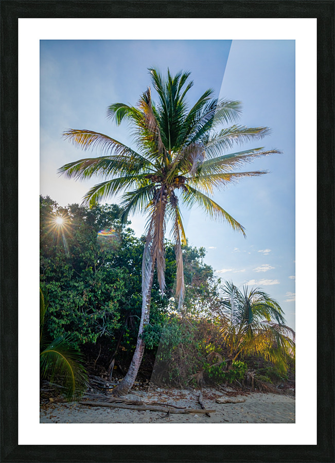 Palm Tree and Sun Star Picture Frame print