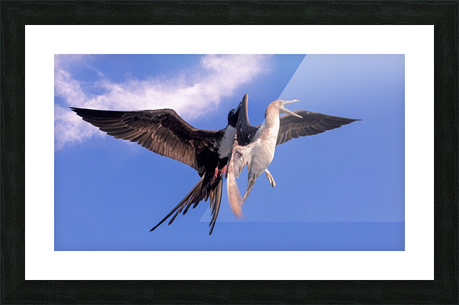 Bird Fight Picture Frame print