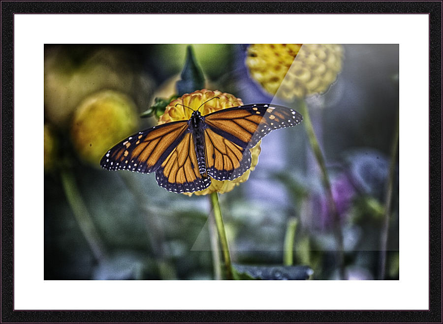 butterfly 7 Picture Frame print