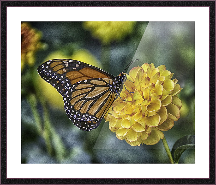 butterfly 6 Picture Frame print