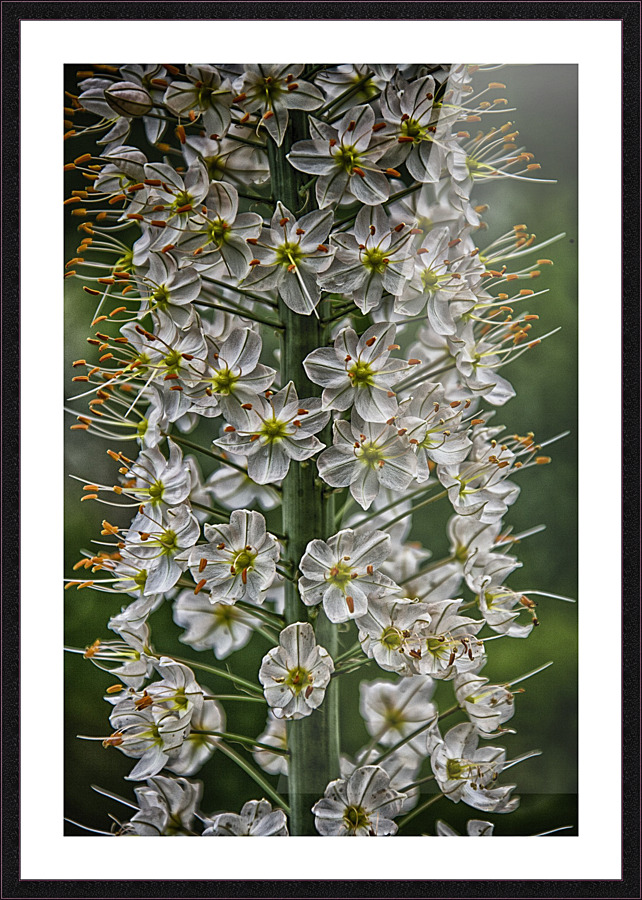 flower 15 Picture Frame print