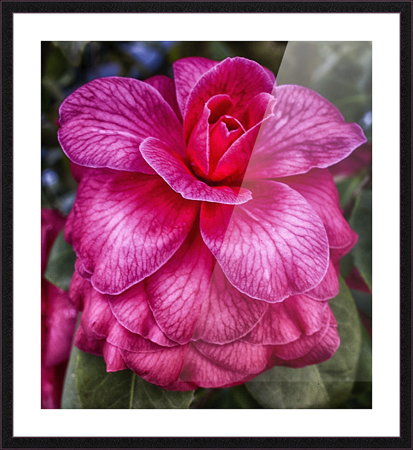 flower 16 Picture Frame print