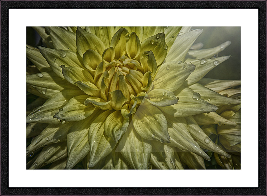 yellow two Picture Frame print