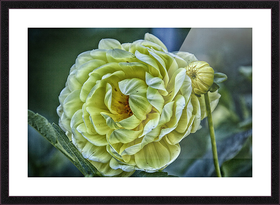 yellow dahlia Picture Frame print
