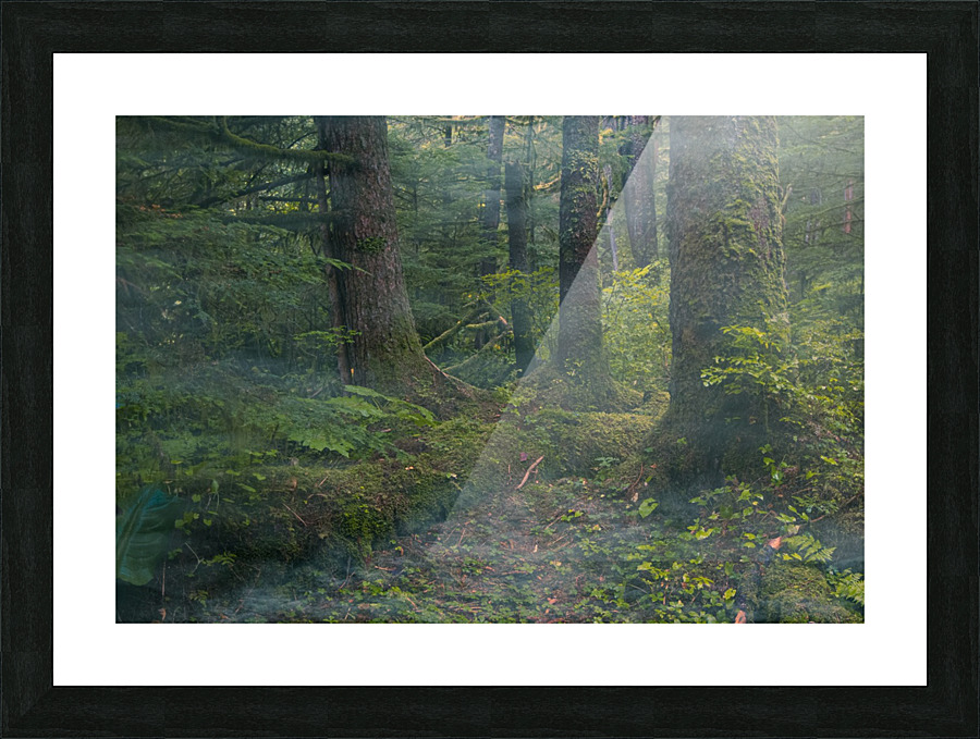 Mist in Trees Picture Frame print