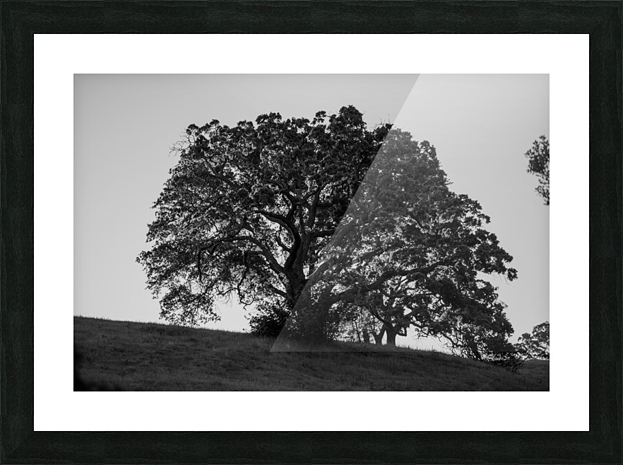 20190418 DSC 0043 2 Picture Frame print