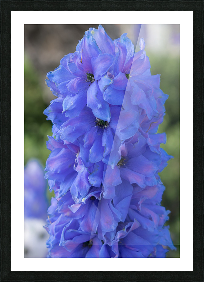 20190506 DSC 0244 Picture Frame print