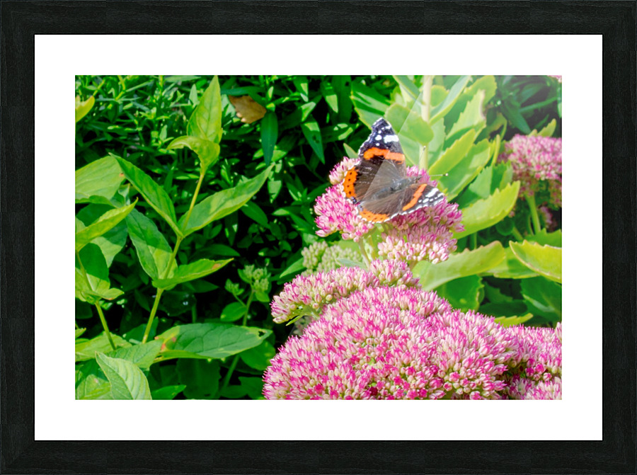 20190916 DSC 0326 Picture Frame print