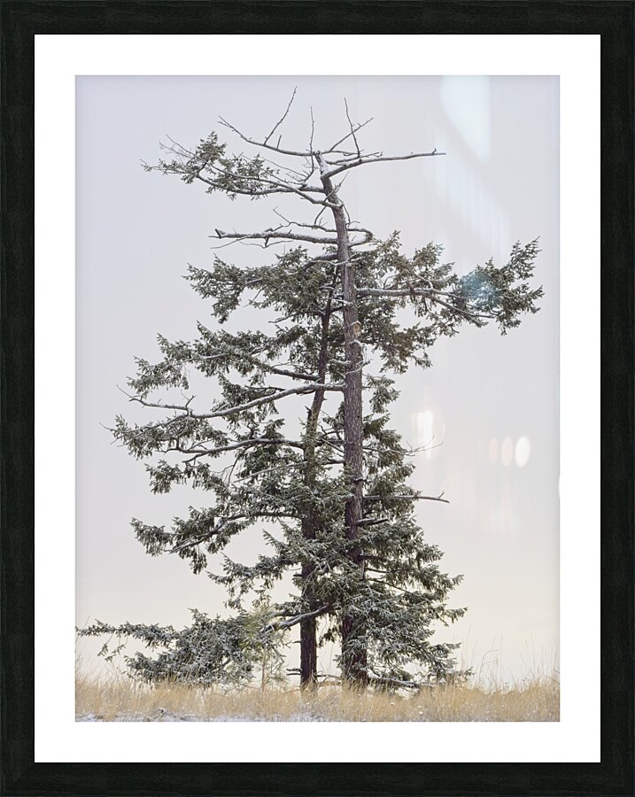 Dead or Alive Picture Frame print