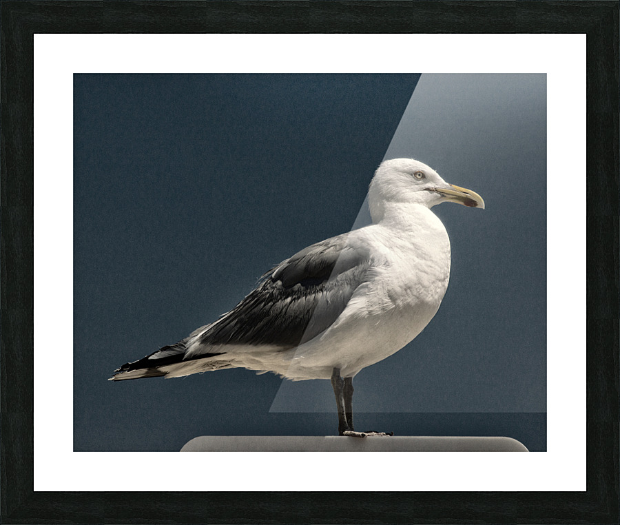 Seagull Portrait Almost Black and White Picture Frame print