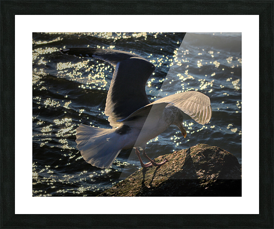 Seagull Wing Detail at the Ocean City Inlet Picture Frame print