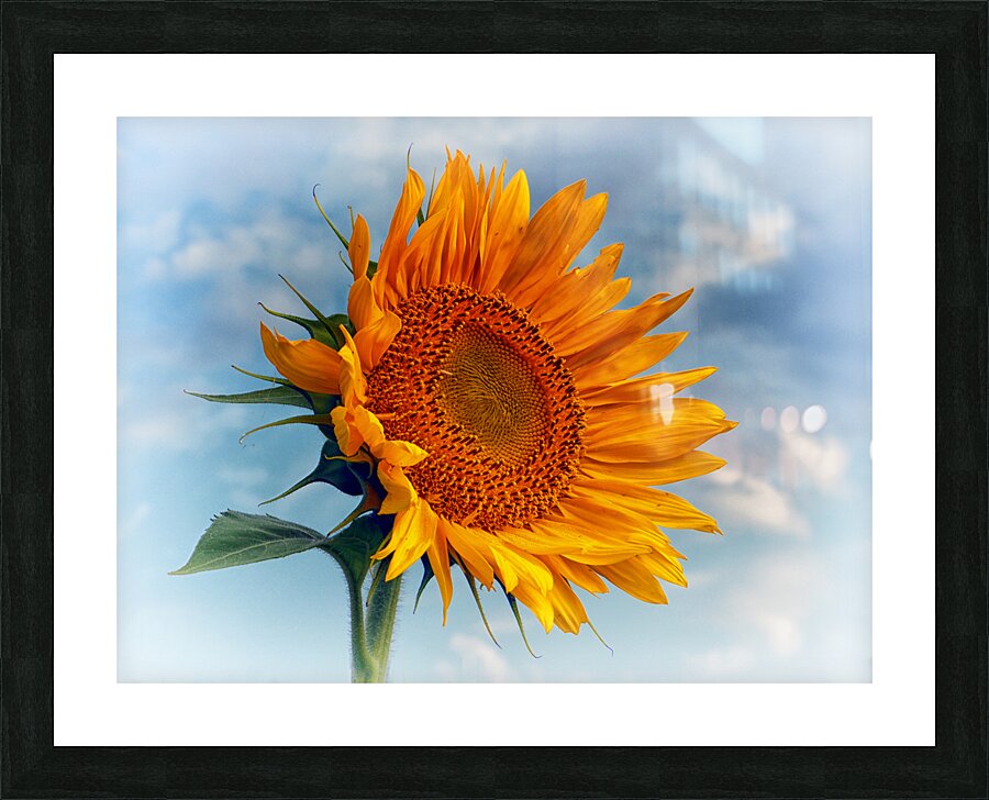 Sunflower Solitaire in the Sky Picture Frame print