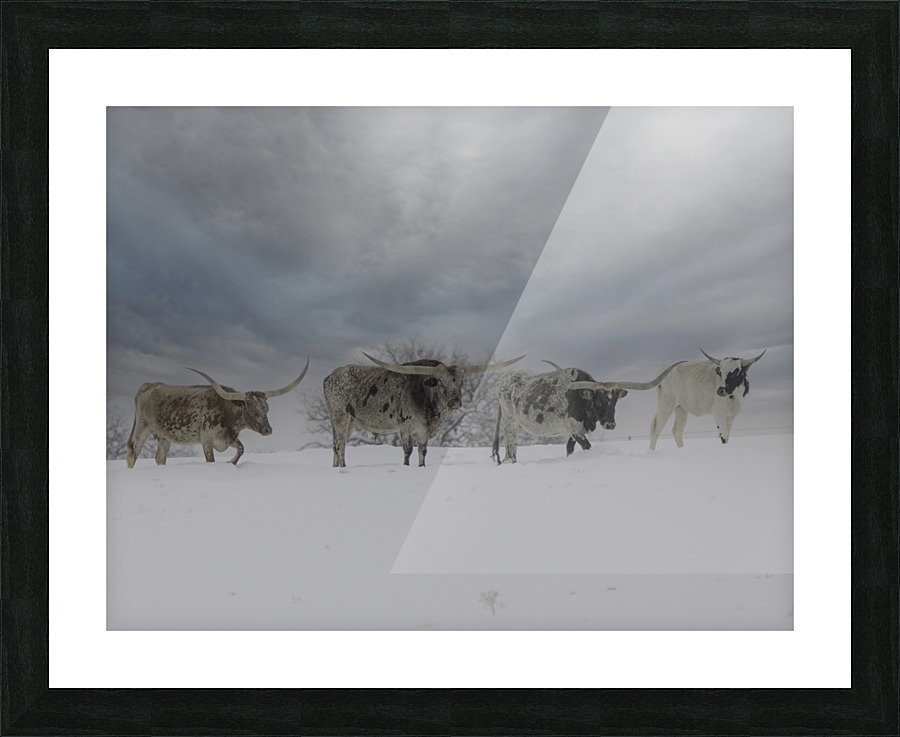 Longhorns Picture Frame print