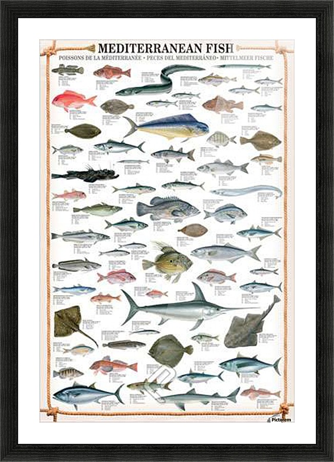 Mediterranean Fish Picture Frame print