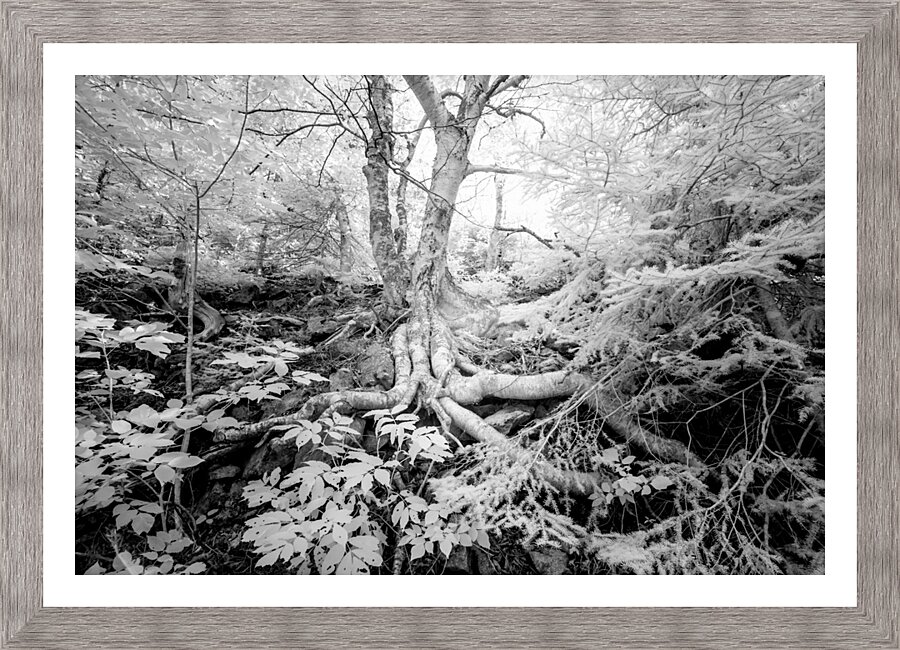 Roots Picture Frame print