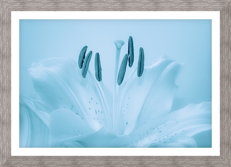 Blue Lily Picture Frame print