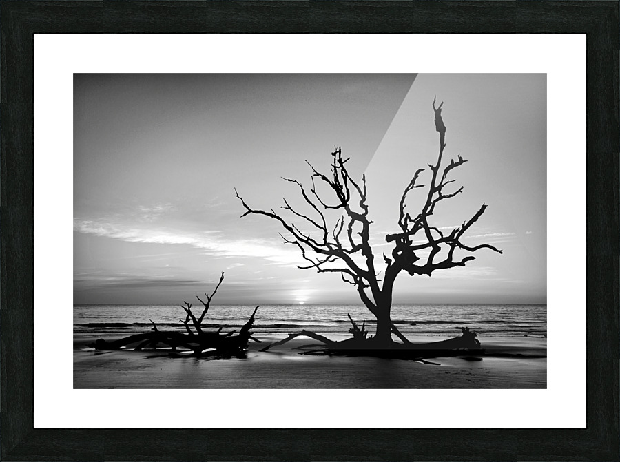 Iconic Tree Sunrise Driftwood Beach Black and White Picture Frame print