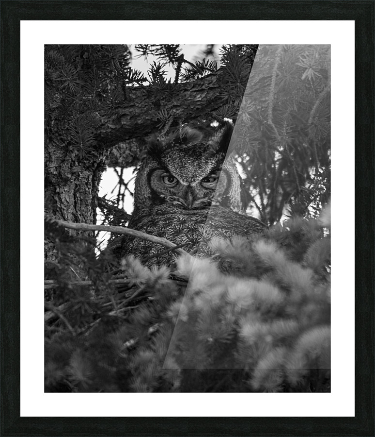 The Hypnotist Picture Frame print